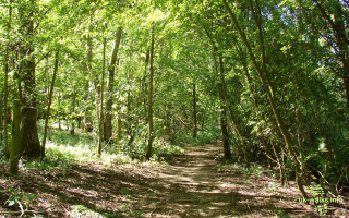 Dirt path forest trees bushes 2 - a woodcut free wallpaper