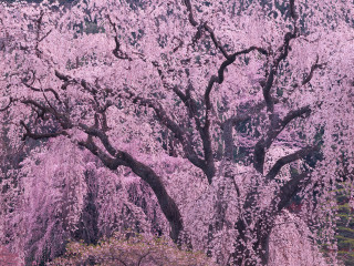 Large tree pink flowers park - a large tree free wallpaper