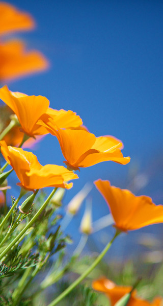 Orange flowers field blue sky - anne rigney free wallpaper