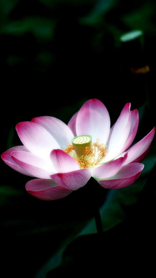 Pink flower yellow center dark 2 - a yellow center free wallpaper