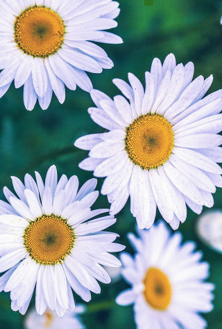 Daisy field macro photorealism blurry - a green background and a blurry background free wallpaper