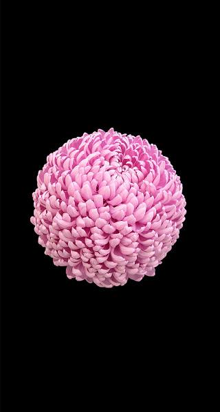 Pink flower black background white - generative art free wallpaper