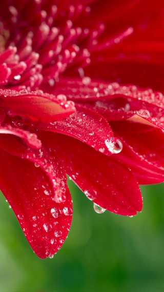 Red flower water droplets petals - macro photography free wallpaper