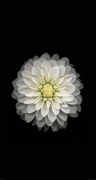 White flower black background closeup - arie smit free wallpaper