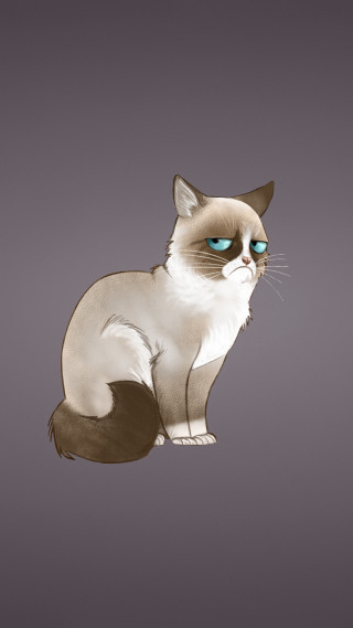 Cat blue eyes white gray - a white cat free wallpaper