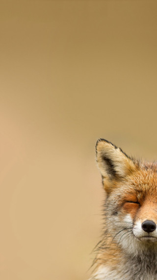 Red fox eyes closed blurry - arie smit free wallpaper