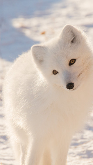 White fox snow curious looking - its face free wallpaper