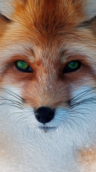 Fox green eyes white nose - arie smit free wallpaper