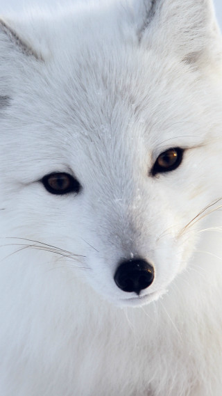 White fox brown eyes camera - its face free wallpaper