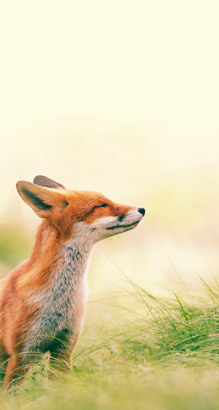 Small fox sitting in grass - arie smit free wallpaper