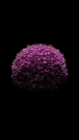 Purple flower black background reflection - david budd free wallpaper