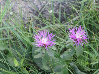 Purple flowers grass rock wall 2 - two purple flower free wallpaper