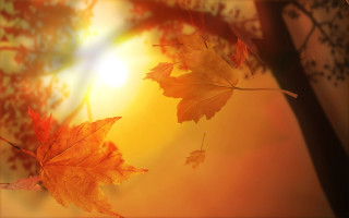 Tree sunset leaves blurry background - the sun setting behind free wallpaper