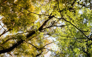 Tree branches view below nature - looking free wallpaper
