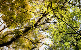 Tree branches view below sky - david brewster free wallpaper