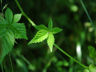Green leaf blurry background grass 4 - free nature wallpaper