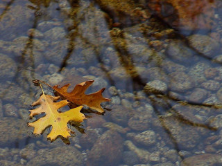 Leaf floating water rocks trees - the surface free wallpaper