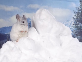 White mouse snow mountain sky - a mountain range free wallpaper