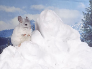 White mouse snow mountain surrealism - surrealism free wallpaper
