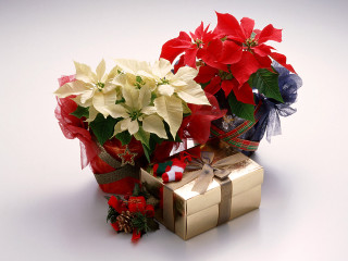 Gift box bouquet flowers present - present free wallpaper