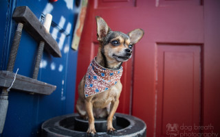 Small dog bandana tire red - a small dog free wallpaper
