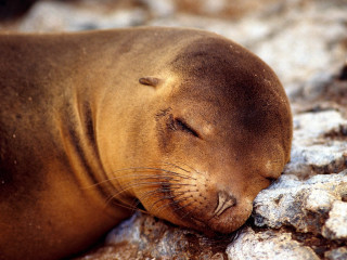Seal laying rock eyes closed 3 - the rock free wallpaper