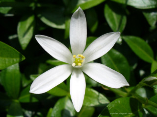 White flower yellow center green 8 - a yellow center free wallpaper