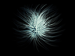 White flower with long petals - thin free wallpaper