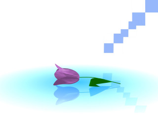 Single flower water blue white - the water surface free wallpaper