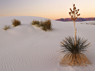 Plant desert mountain sunset dawn - a photo free wallpaper