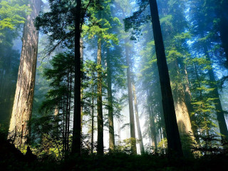 Foggy forest tall trees sunlight - tall tree free wallpaper