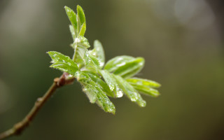 Leaf water droplets macro blurry - a close up of a leaf free wallpaper