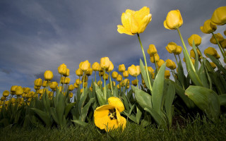 Yellow flower field bee cloudy 2 - a cloudy sky in the background free wallpaper