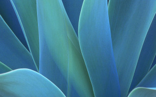 Blue plant green leaves closeup - a blue sky background free wallpaper