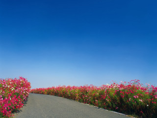 Flower field sky road bouquet - amir zand free wallpaper