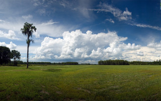 Large field palm tree blue - a large field free wallpaper