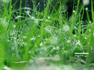 Dew grass closeup blurry background - dew free wallpaper