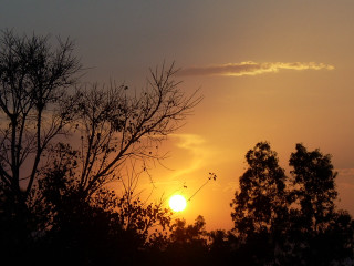 Sunset trees birds foreground distance - afewerk tekle free wallpaper