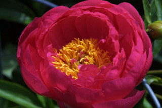 Large pink flower yellow stamens - vivid color free wallpaper