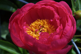 Large pink flower yellow stamens 3 - vivid color free wallpaper