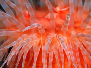 Orange sea anemone white stripe - tentacle free wallpaper