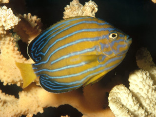 Blue yellow fish coral reef - a coral reef free wallpaper
