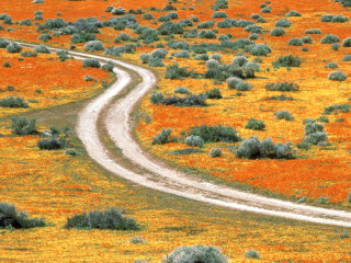 Dirt road orange flowers bushes 4 - a dirt road in a field free wallpaper
