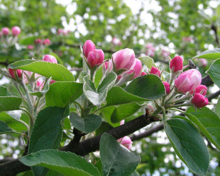 Tree pink flowers green leaves 3 - green free wallpaper