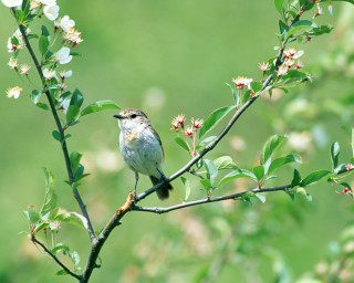 Small bird perched branch tree 4 - the background of the picture free wallpaper