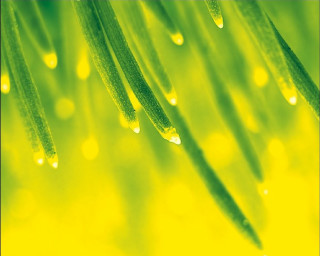 Green plant water drops yellow - drop of water free wallpaper