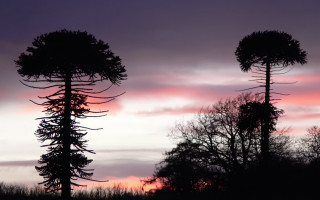 Tall trees sunset field sky 3 - alison kinnaird free wallpaper