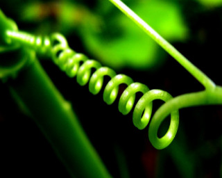 Green plant spiraly stem closeup - a green plant free wallpaper