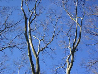 Leafless tree blue sky cloudless - a photo free wallpaper