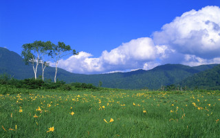 Field flowers trees mountains clouds 4 - murata range free wallpaper